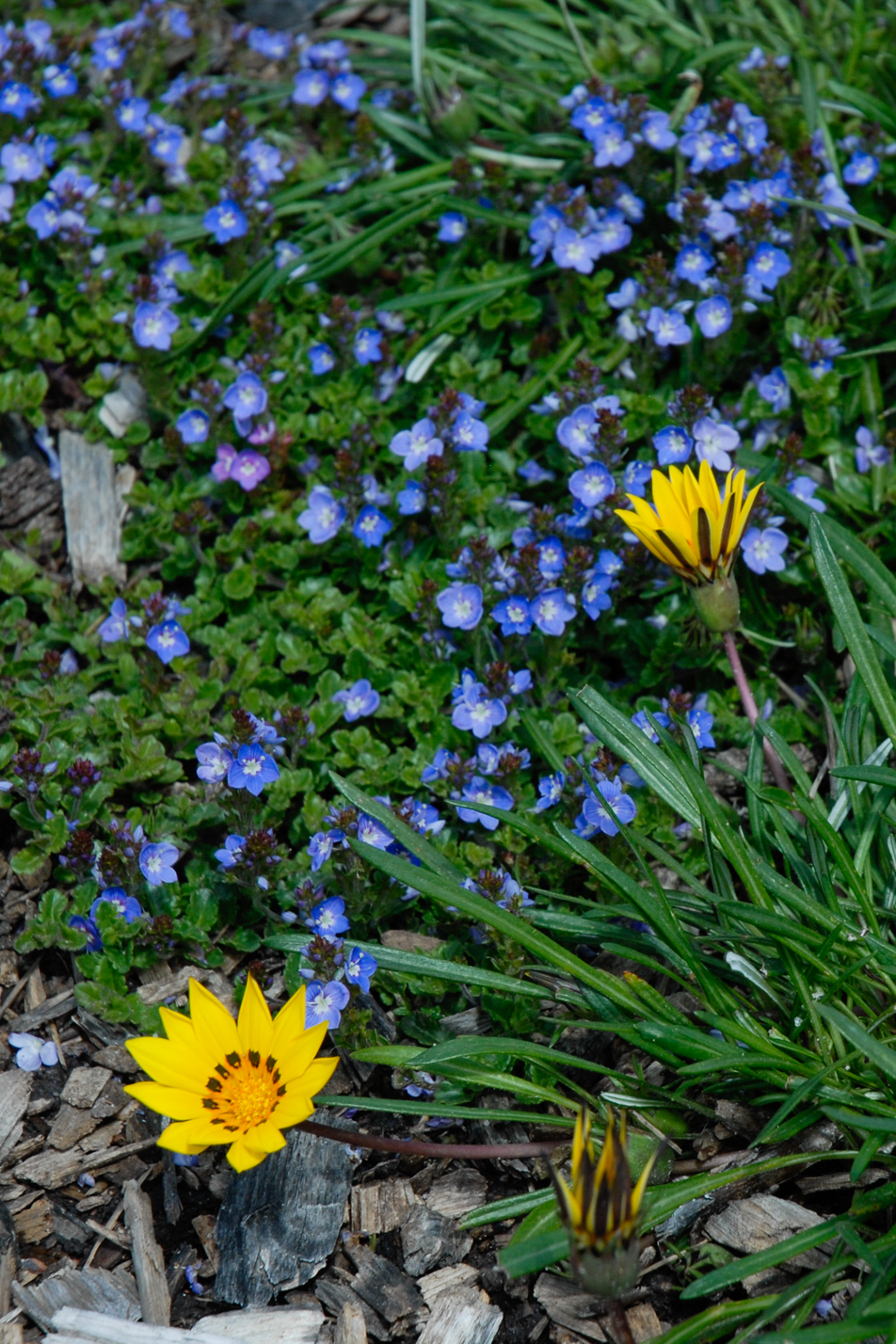 Crystal River Veronica